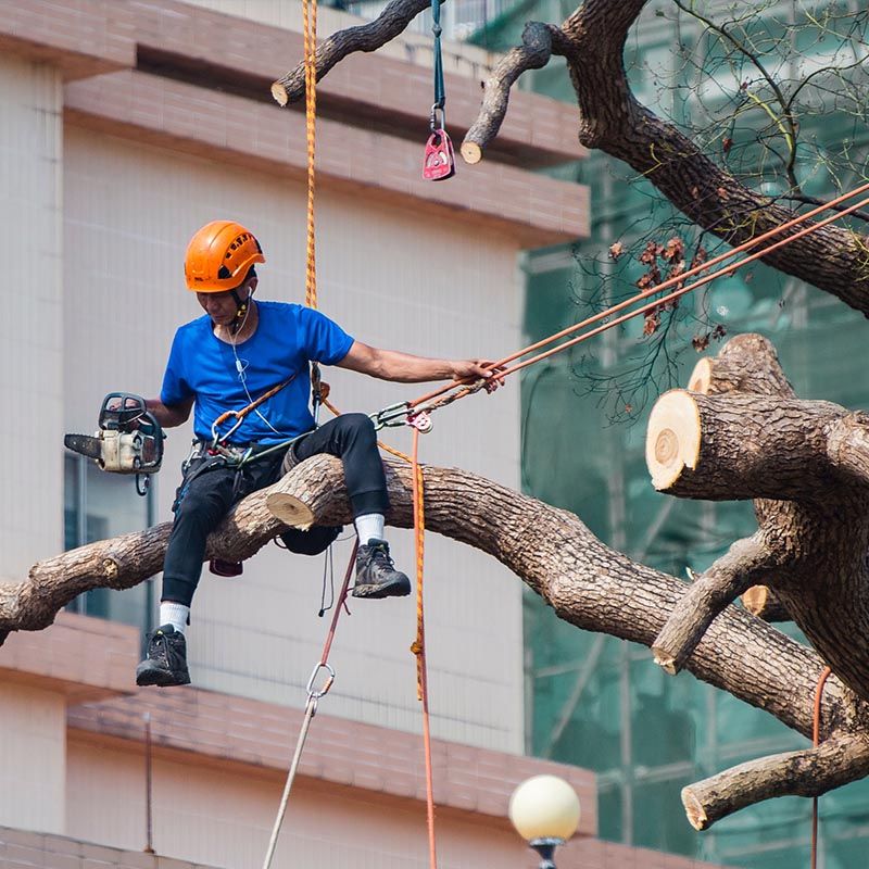 baumpflege baumpflege